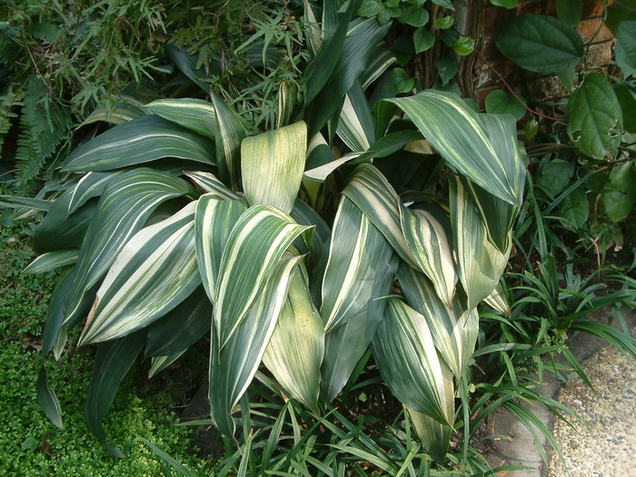 白纹蜘蛛抱蛋Aspidistra elatior 'Variegata'