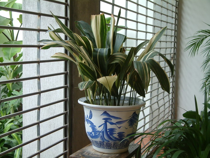 白纹蜘蛛抱蛋Aspidistra elatior 'Variegata'