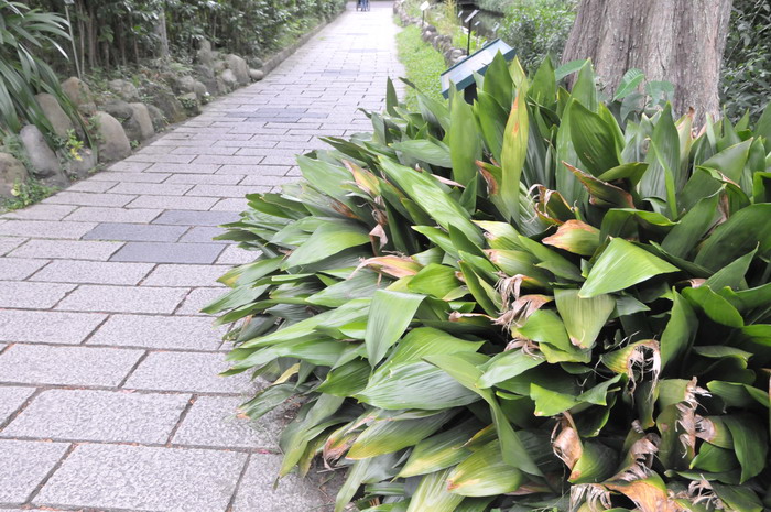 台湾蜘蛛抱蛋Aspidistra elatior var. attenuata 台湾蜘蛛抱蛋Aspidistra elatior var. attenuata