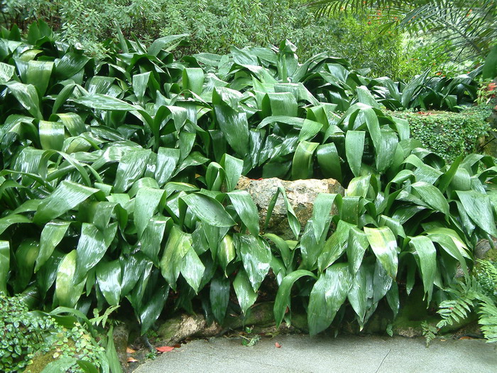 蜘蛛抱蛋Aspidistra elatior 蜘蛛抱蛋Aspidistra elatior