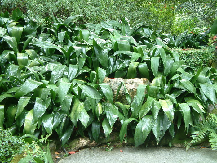 蜘蛛抱蛋Aspidistra elatior