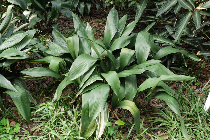 蜘蛛抱蛋Aspidistra elatior 蜘蛛抱蛋Aspidistra elatior