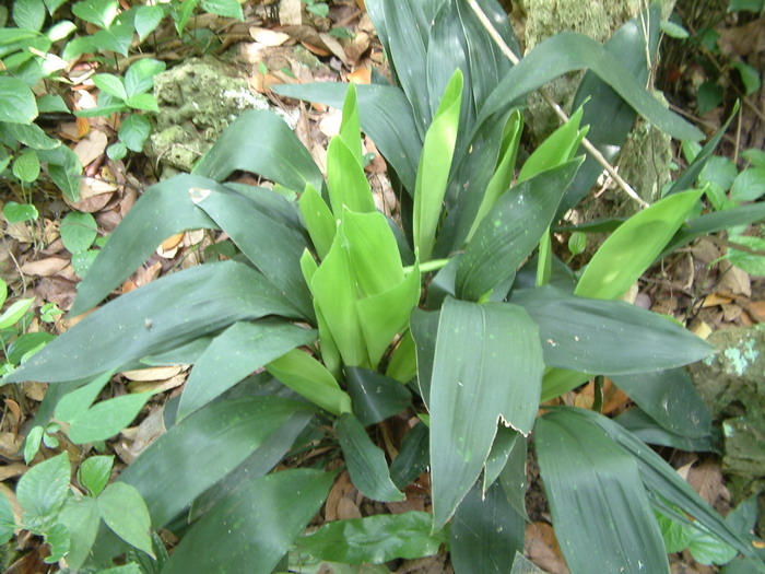 广西蜘蛛抱蛋Aspidistra retusa