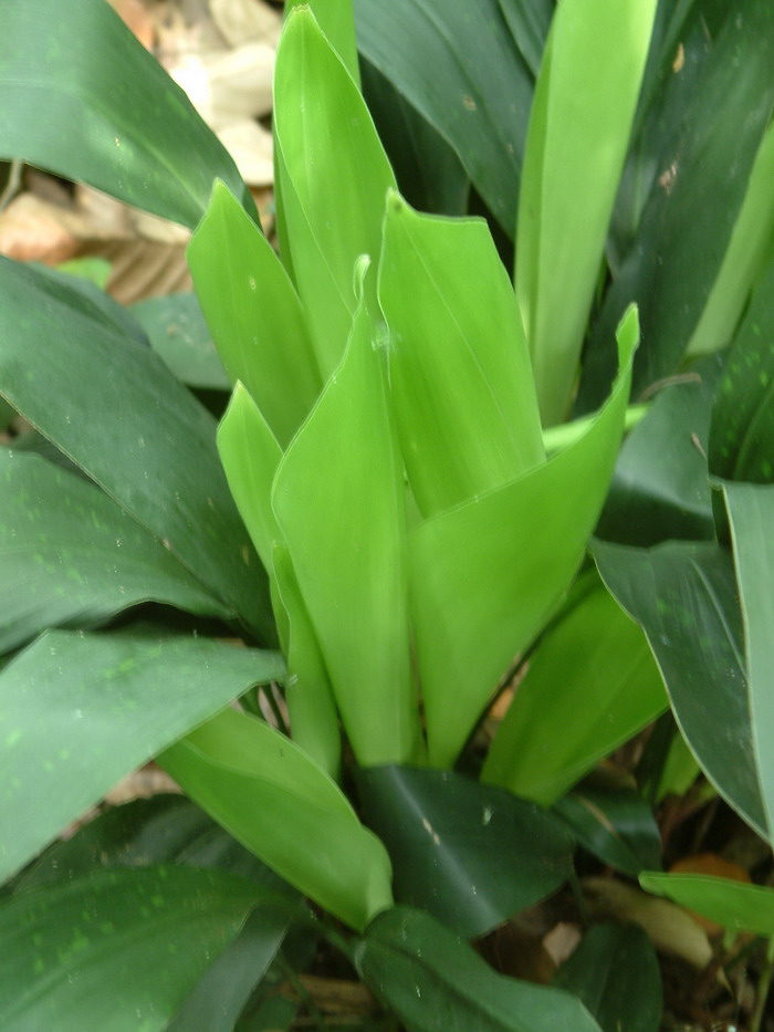 广西蜘蛛抱蛋Aspidistra retusa