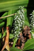 开口箭Campylandra chinensis