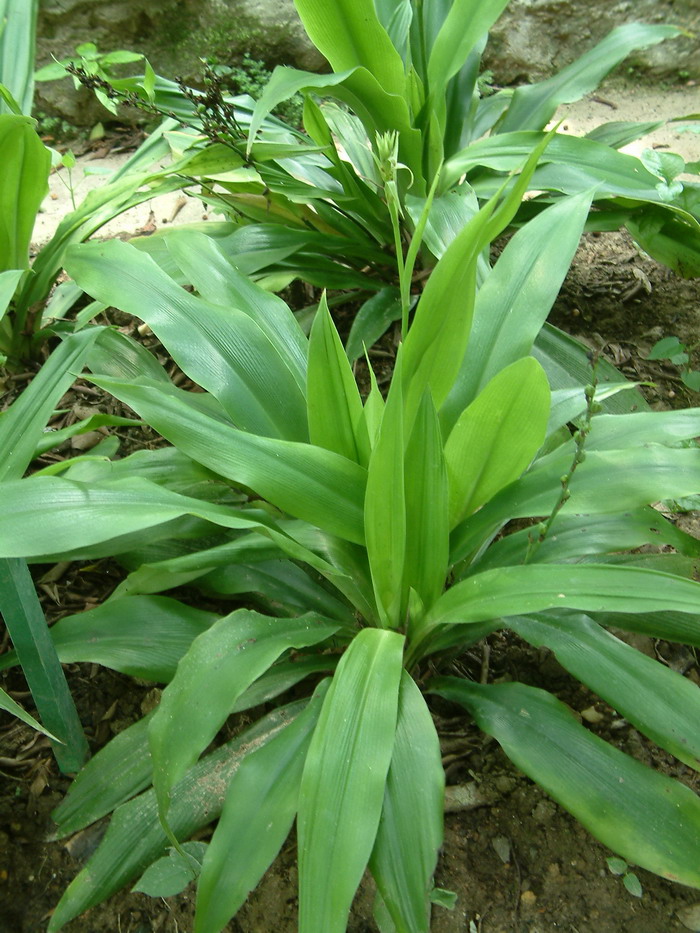 开口箭Campylandra chinensis 开口箭Campylandra chinensis