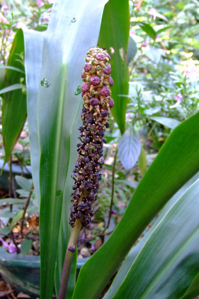 开口箭Campylandra chinensis