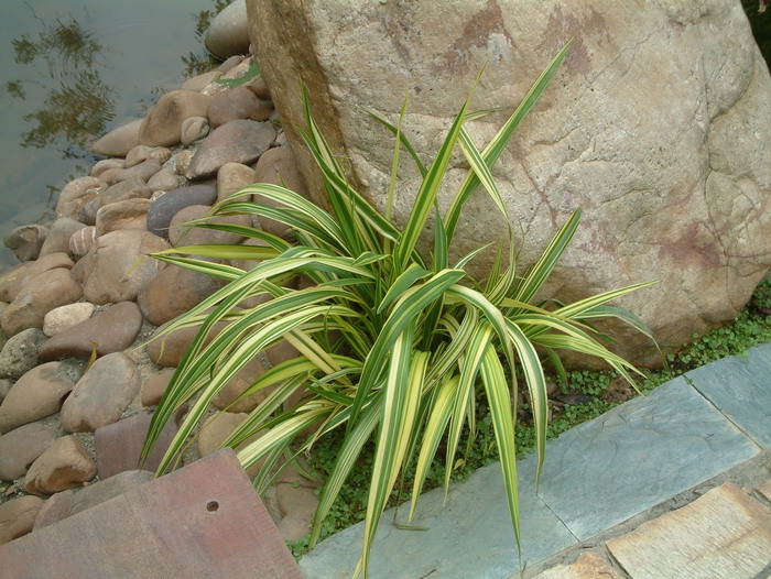 花叶山菅兰Dianella ensifolia ‘Marginata’ 花叶山菅兰Dianella ensifolia ‘Marginata’