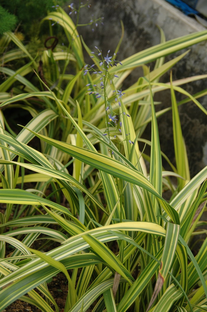 花叶山菅兰Dianella ensifolia ‘Marginata’ 花叶山菅兰Dianella ensifolia ‘Marginata’