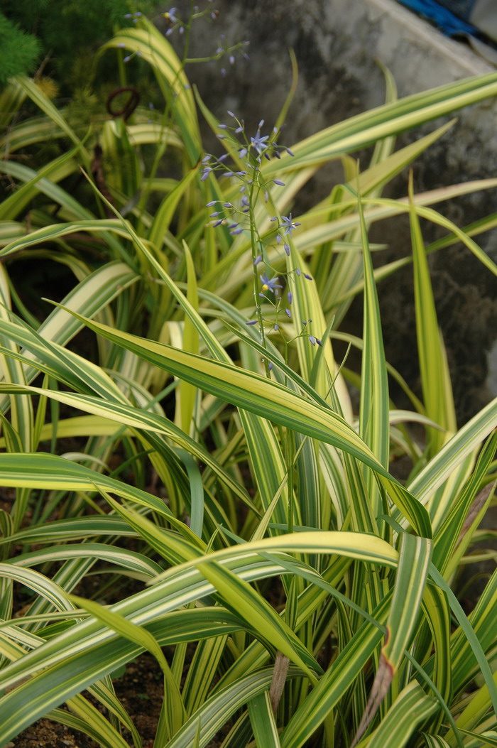 花叶山菅兰Dianella ensifolia ‘Marginata’