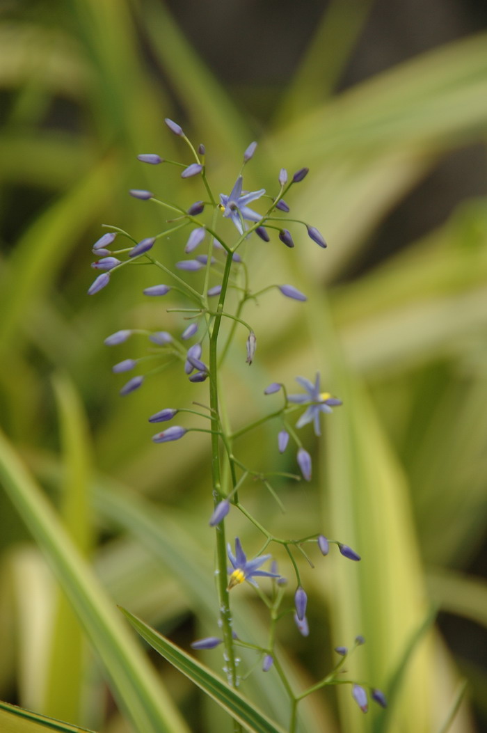 花叶山菅兰Dianella ensifolia ‘Marginata’ 花叶山菅兰Dianella ensifolia ‘Marginata’