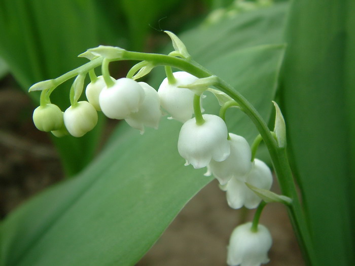 铃兰Convallaria majalis 铃兰Convallaria majalis