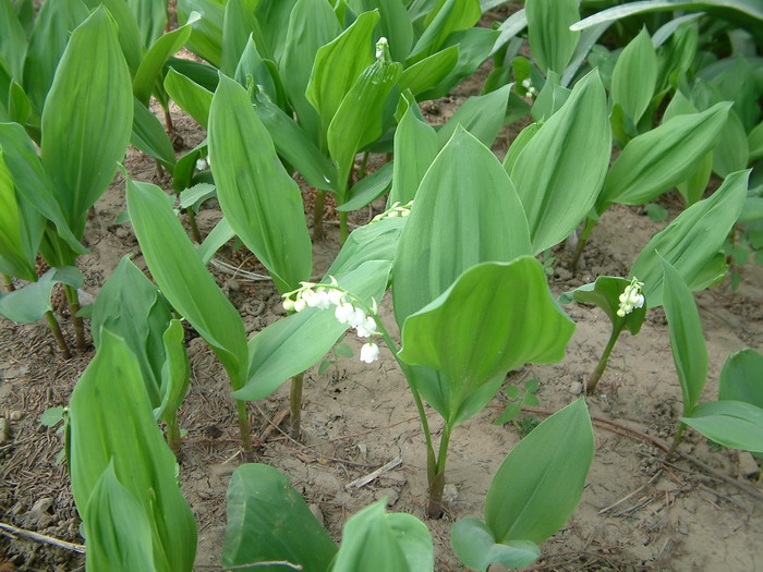 铃兰Convallaria majalis 铃兰Convallaria majalis