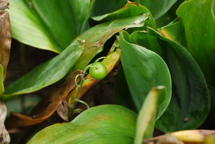 铃兰Convallaria majalis 铃兰Convallaria majalis