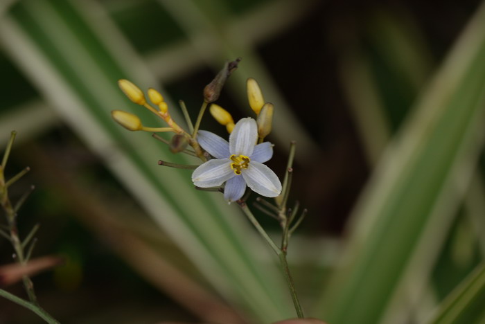 银边山菅兰Dianella ensifolia ‘White Variegated’