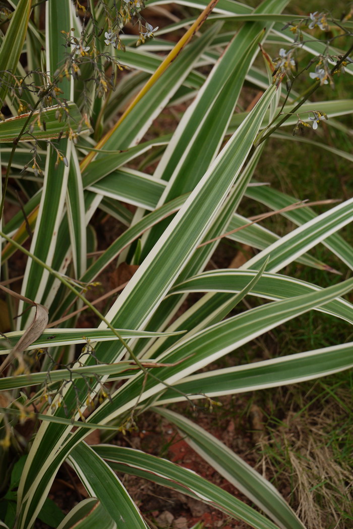 银边山菅兰Dianella ensifolia ‘White Variegated’ 银边山菅兰Dianella ensifolia ‘White Variegated’