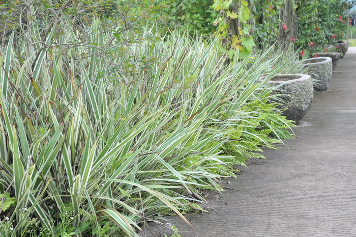 银边山菅兰Dianella ensifolia ‘White Variegated’ 银边山菅兰Dianella ensifolia ‘White Variegated’