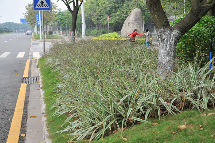 银边山菅兰Dianella ensifolia ‘White Variegated’