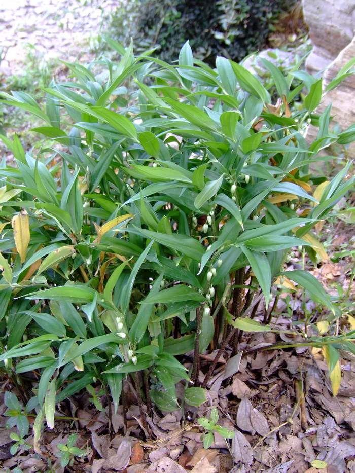 深裂竹根七disporopsis pernyi