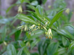 长蕊万寿竹Disporum longistylum