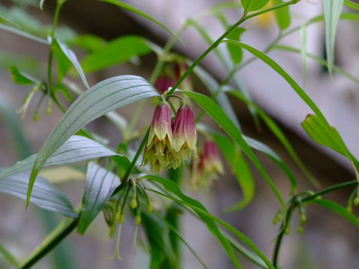 万寿竹Disporum cantoniense 万寿竹Disporum cantoniense