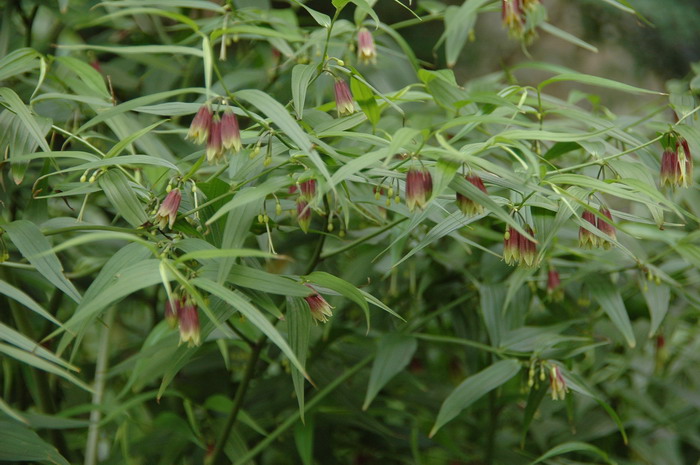 万寿竹Disporum cantoniense 万寿竹Disporum cantoniense