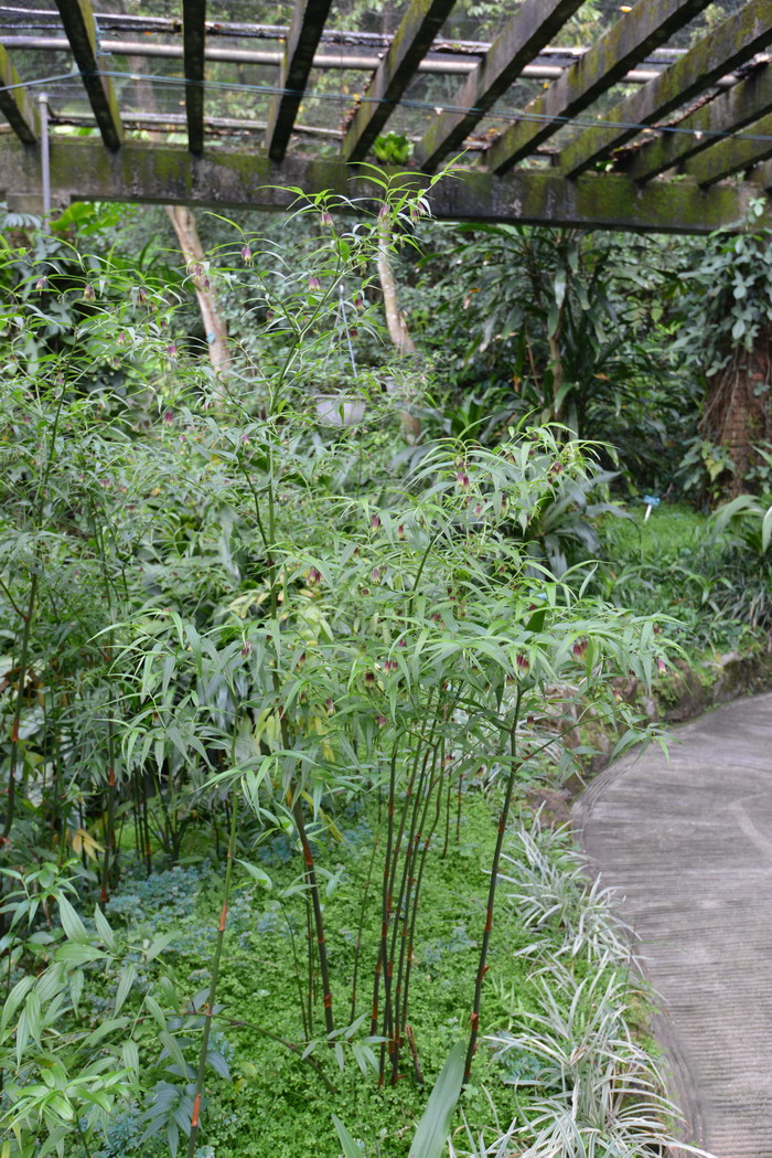 万寿竹Disporum cantoniense 万寿竹Disporum cantoniense