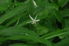 鹭鸶草Diuranthera major