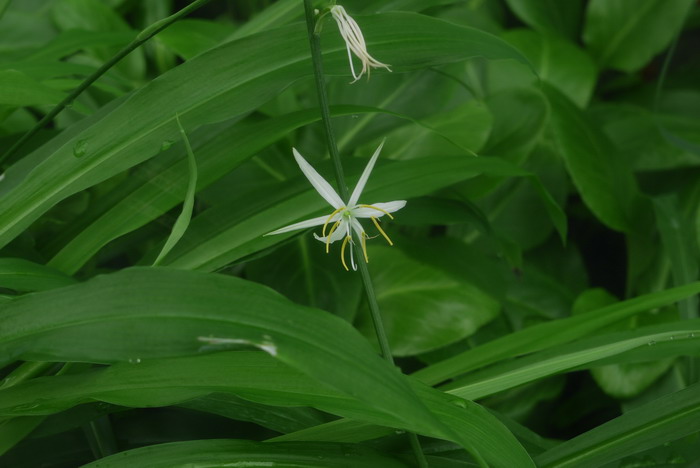 鹭鸶草Diuranthera major 鹭鸶草Diuranthera major