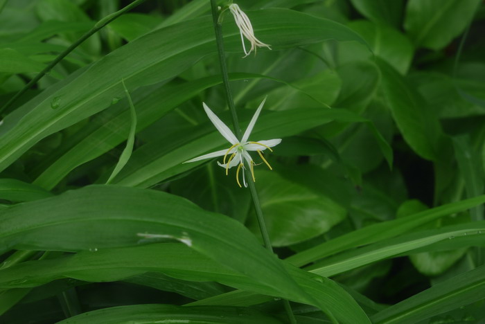 鹭鸶草Diuranthera major