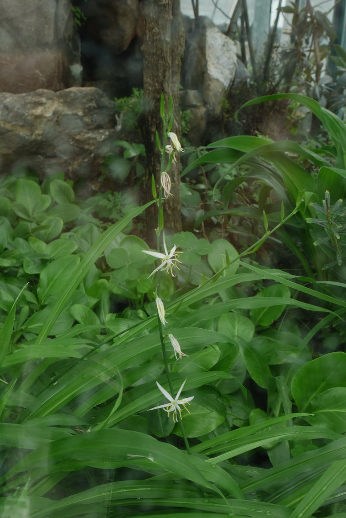 鹭鸶草Diuranthera major 鹭鸶草Diuranthera major
