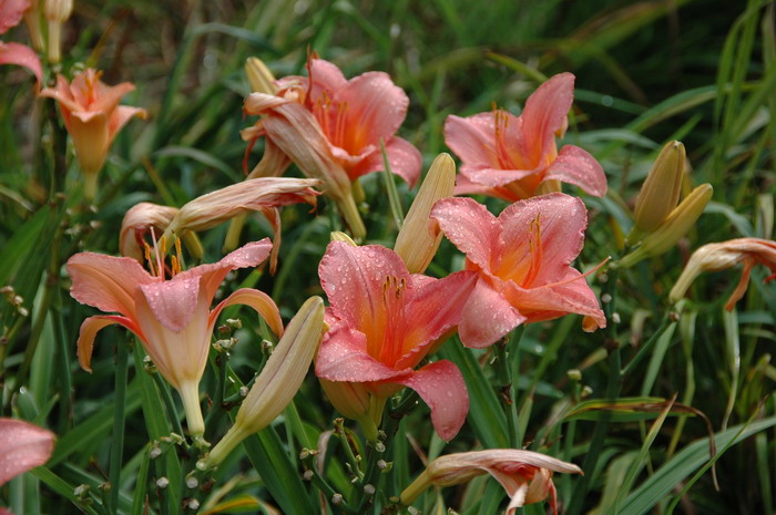 大花萱草Hemerocallis hybrida 大花萱草Hemerocallis hybrida