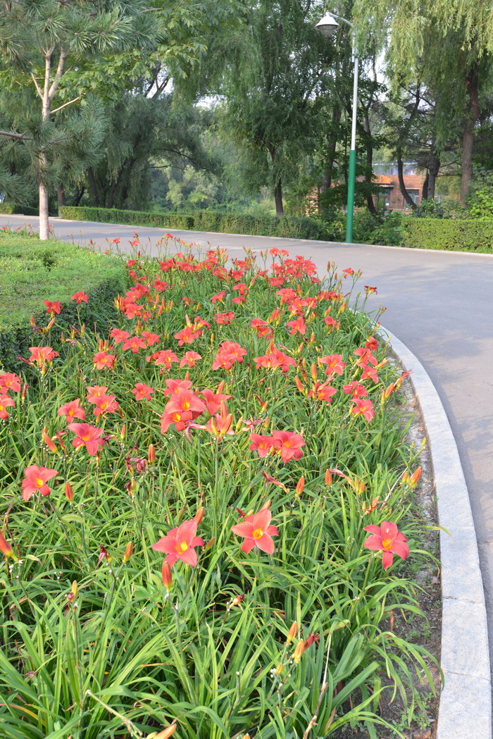 大花萱草Hemerocallis hybrida