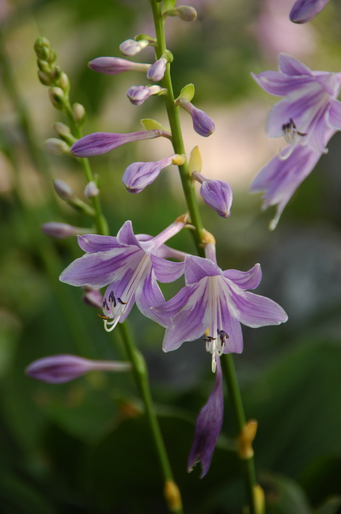 东北玉簪Hosta ensata 东北玉簪Hosta ensata