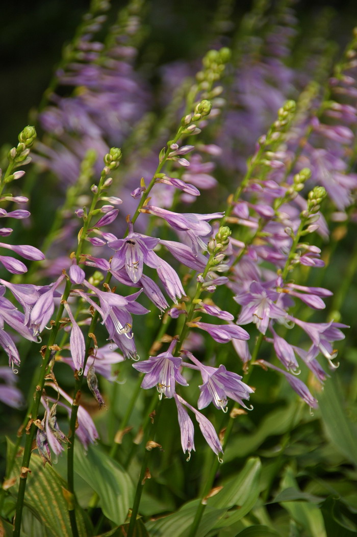 东北玉簪Hosta ensata