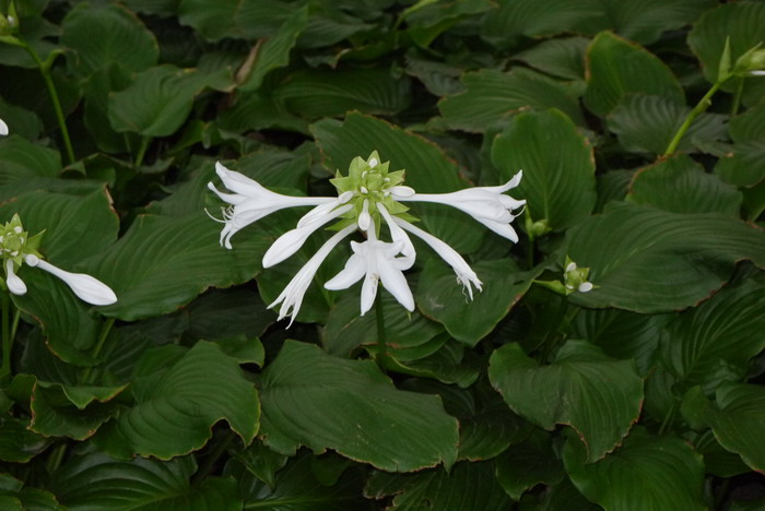 玉簪Hosta plantaginea 玉簪Hosta plantaginea