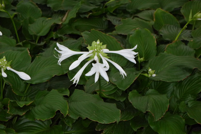 玉簪Hosta plantaginea