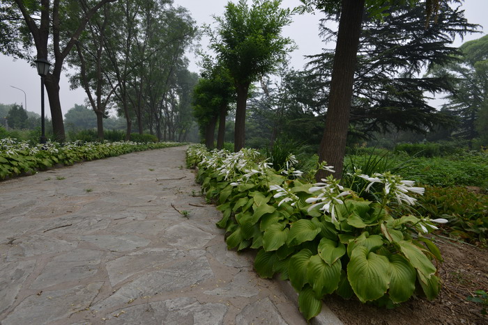 玉簪Hosta plantaginea 玉簪Hosta plantaginea