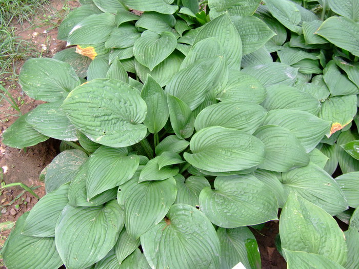 圆叶玉簪Hosta sieboldiana