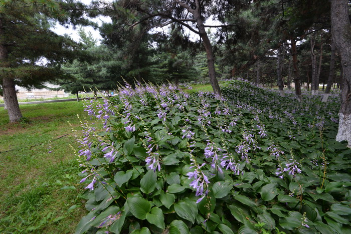 紫萼Hosta ventricosa 紫萼Hosta ventricosa