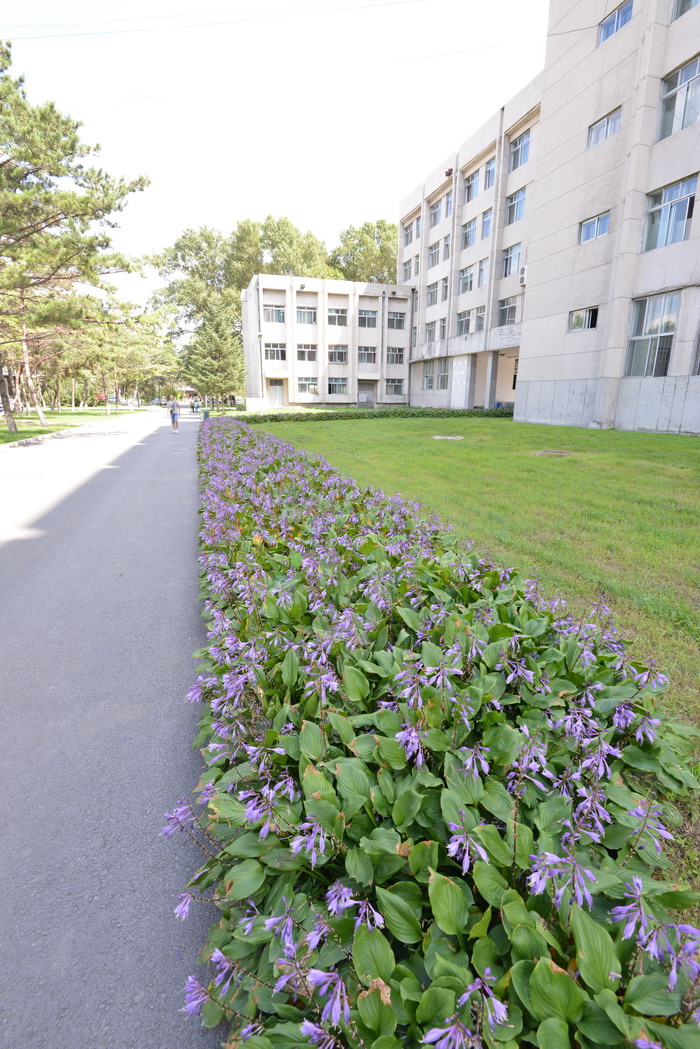 紫萼Hosta ventricosa 紫萼Hosta ventricosa