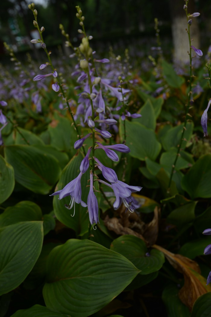 紫萼Hosta ventricosa 紫萼Hosta ventricosa