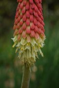 火把莲Kniphofia caulescens