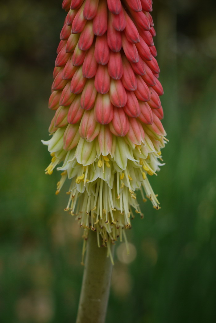 火把莲Kniphofia caulescens 火把莲Kniphofia caulescens