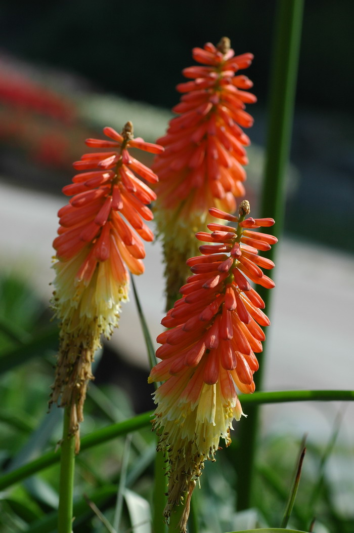 火把莲Kniphofia caulescens 火把莲Kniphofia caulescens