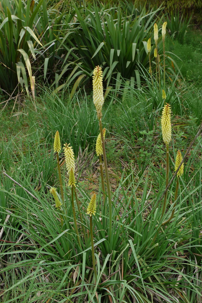 火把莲Kniphofia caulescens