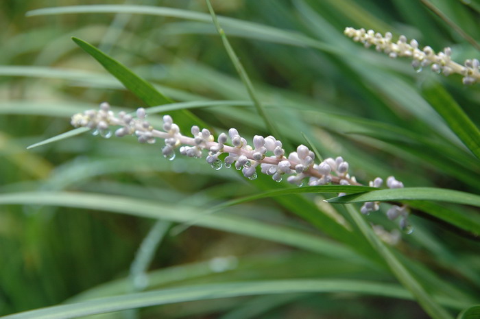 禾叶山麦冬Liriope graminifolia 禾叶山麦冬Liriope graminifolia