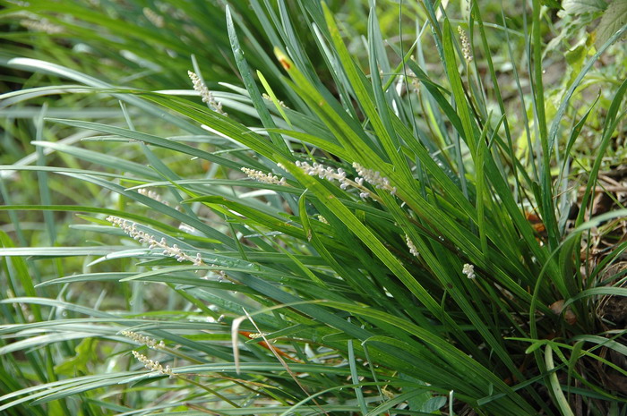 禾叶山麦冬Liriope graminifolia