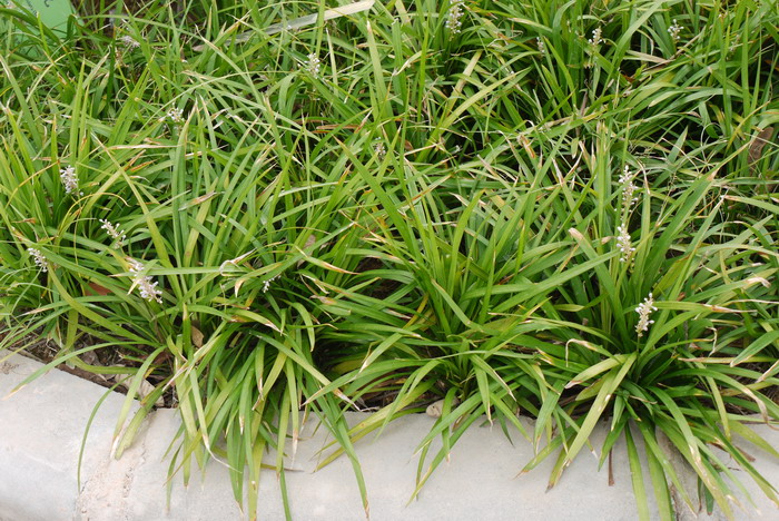山麦冬Liriope spicata 山麦冬Liriope spicata