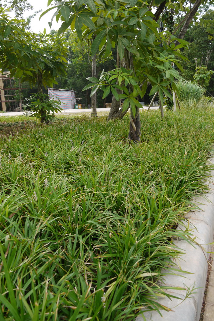 山麦冬Liriope spicata